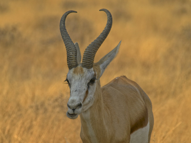 Okaukuejo, Springbok